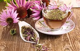 Echinacea flowering herb