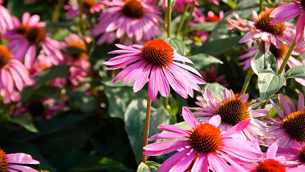 Echinacea flowering herb